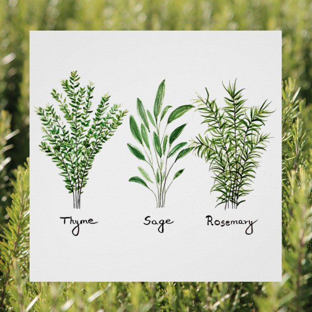 Rosemary Thyme Sage Herbs Küche Koch P Poster (Von Creator hochgeladen)