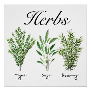 Rosemary Thyme Sage Herbs Küche Koch Poster