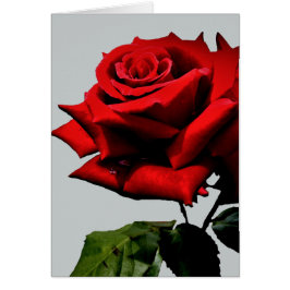 Rosen