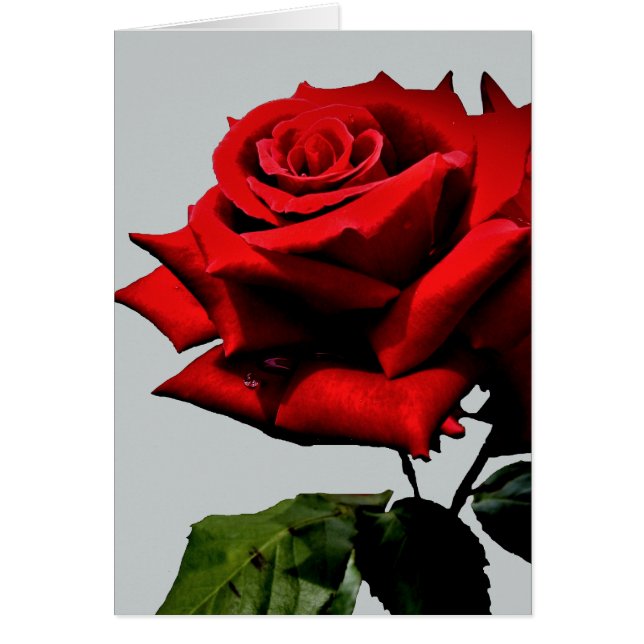 Rosen (Vorne)