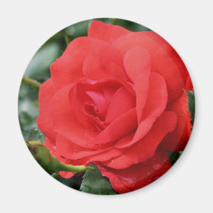 Rosen-Blumen-Fotografie-Magnet Magnet