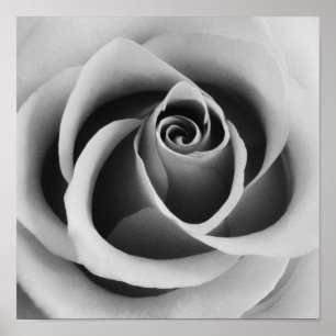 Rosen-Blumen-nahe hohe Schwarzweiss-Fotografie Poster