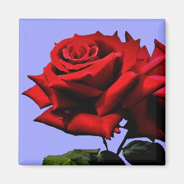 Rosen-Blüten-Blumen-Hochzeits-Geburtstags-Natur Magnet (Vorne)