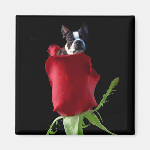 Rosen-Boston-Terriermagnet Magnet