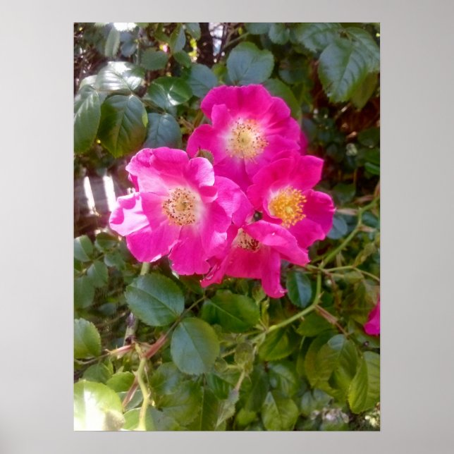 Rosen Foto  Poster (Vorne)