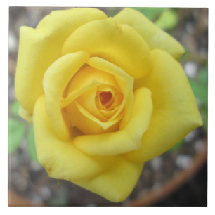 Rosen-Garten-Blumen-Minigelb Fliese