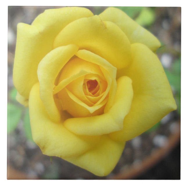 Rosen-Garten-Blumen-Minigelb Fliese (Vorderseite)