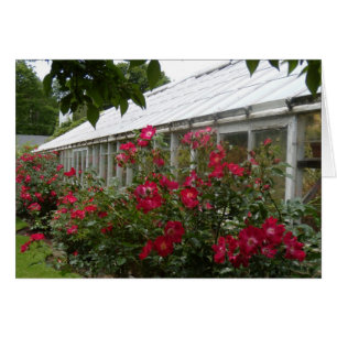 Rosen-Gewächshaus