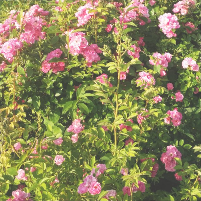 Rosen in Blüte Aufkleber (Vorderseite)