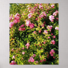 Rosen in Blüte Poster