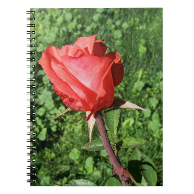 Rosen-Notizbuch Notizblock (Vorderseite)