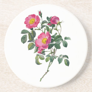 Rosen Pierres Joseph Redoute Untersetzer