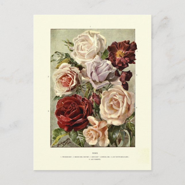 Rosen Postkarte (Vorderseite)