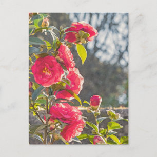 Rosen postkarte