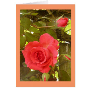 Rosen-Rebe-Pfirsichfarbe