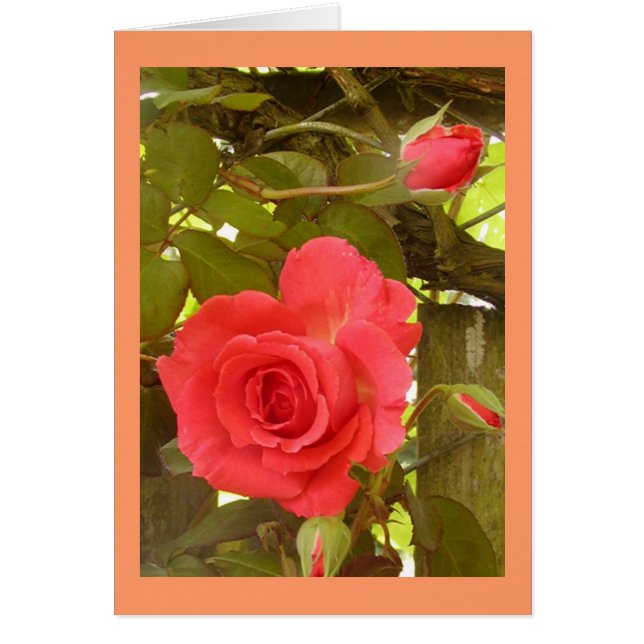 Rosen-Rebe-Pfirsichfarbe (Vorne)