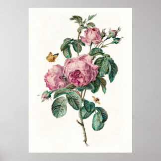 Rosen & Schmetterlinge Vintage Botanischer Kunstdr Poster