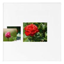 Rosen-Schönheit