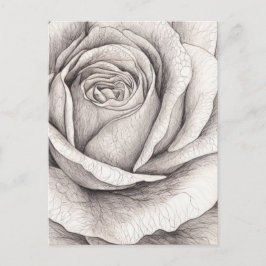 Rosen-Skizze  Postkarte