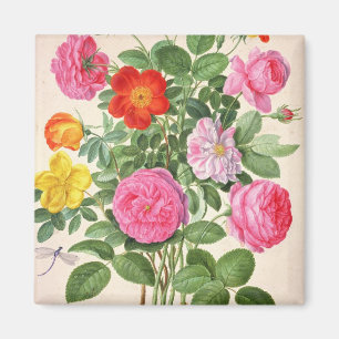 Rosen, überziehen 4 vom NassauFlorilegium (w/c an Magnet