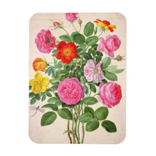 Rosen, überziehen 4 vom NassauFlorilegium (w/c an Magnet