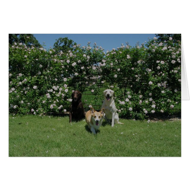 Rosen und Welpen (Vorderseite (Horizontal))