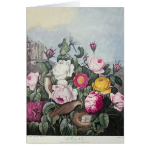 Rosen, 'vom Tempel von Flora