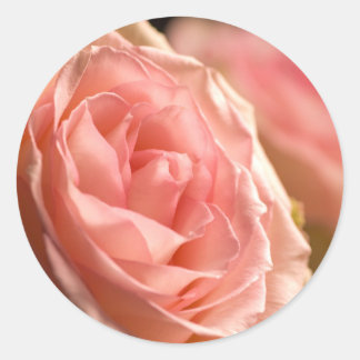 Rosenaufkleber in Grün Runder Aufkleber