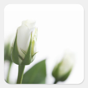 Rosenaufkleber Quadratischer Aufkleber