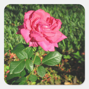 Rosenaufkleber Quadratischer Aufkleber