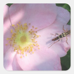 Rosenaufkleber Quadratischer Aufkleber