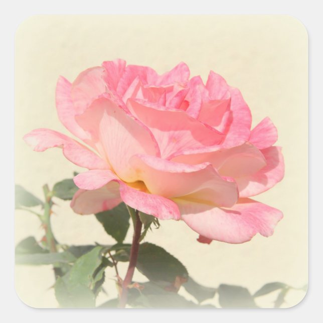 Rosenaufkleber Quadratischer Aufkleber (Vorderseite)