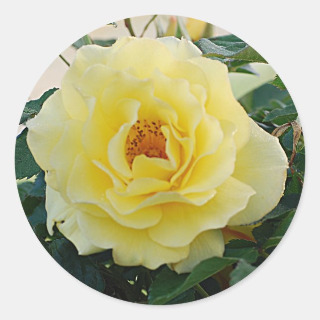 Rosenaufkleber Runder Aufkleber (Vorderseite)
