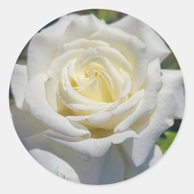 Rosenaufkleber Runder Aufkleber (Vorderseite)