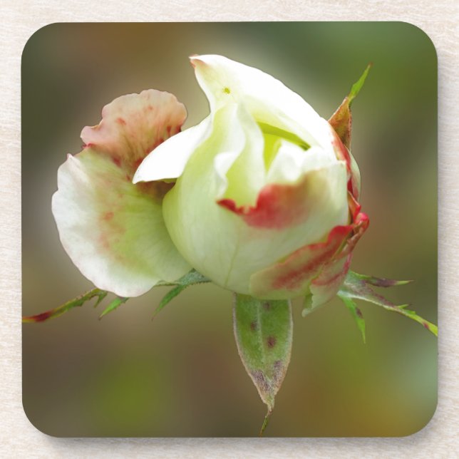 Rosenbläschen Getränkeuntersetzer (Vorderseite)