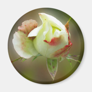 Rosenbläschen Magnet