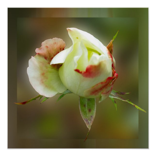 Rosenbläschen Poster (Vorderseite)