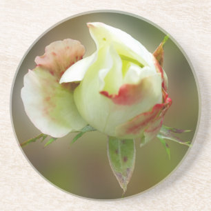 Rosenbläschen Untersetzer
