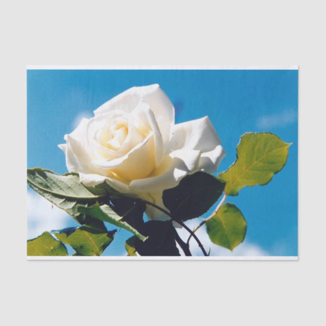 Rosenblümchen Seidenpapier (Vorderseite)