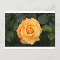 Rosenblumen-Blume Liebe Ehefrau Schatz Paar