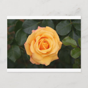 Rosenblumen-Blume Liebe Ehefrau Schatz Paar Postkarte
