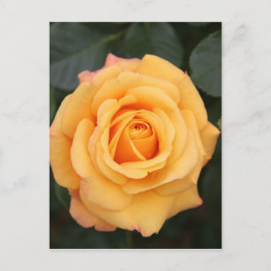 Rosenblumen-Blume Liebe Ehefrau Schatz Paar Postkarte