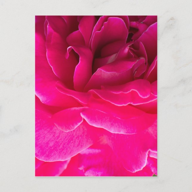 Rosenblüte Postkarte (Vorderseite)