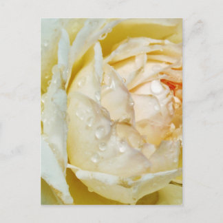 Rosenblüten auf Champagner Blush Weiße Rose Postkarte