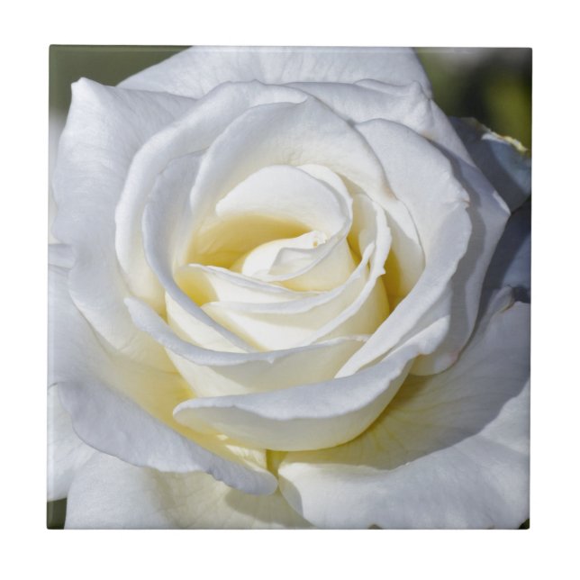 Rosenblüten aus Single Fliese (Vorderseite)