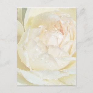 Rosenblütenpo auf Champagner Blush White Rose Postkarte