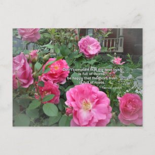 Rosenbusch Glückliche rosa Rosen Zitat Deutsches S Postkarte