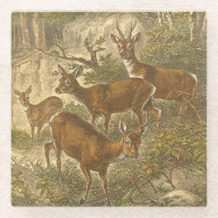 Rosenfamilie - Hirsche im Wald Glasuntersetzer