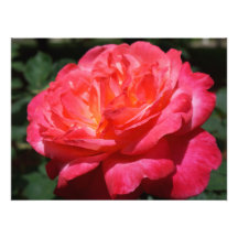 Rosenfotografie Große Rosa Rote Rose Floral