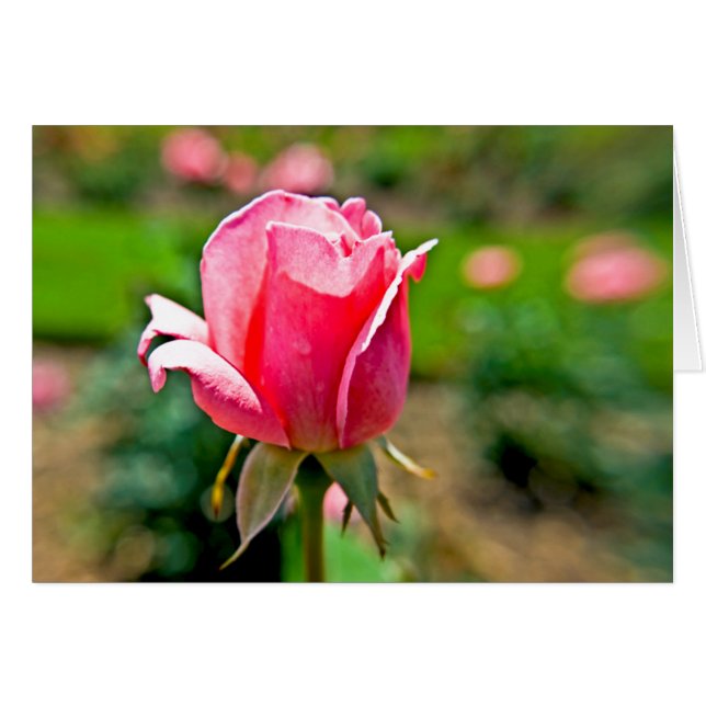 Rosengarten (Vorderseite (Horizontal))